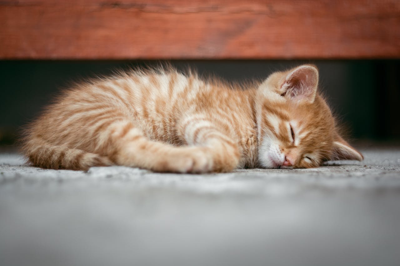 A cute ginger kitten is sleeping peacefully on a cozy surface, capturing a moment of tranquility.